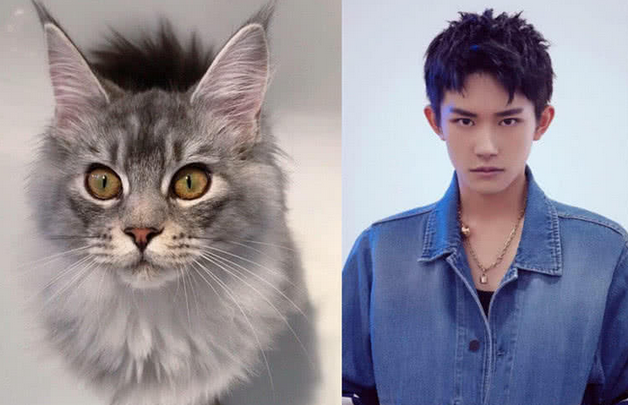 奇妙的"撞脸"照,易烊千玺版的猫很霸气,杨幂版的猫奶凶