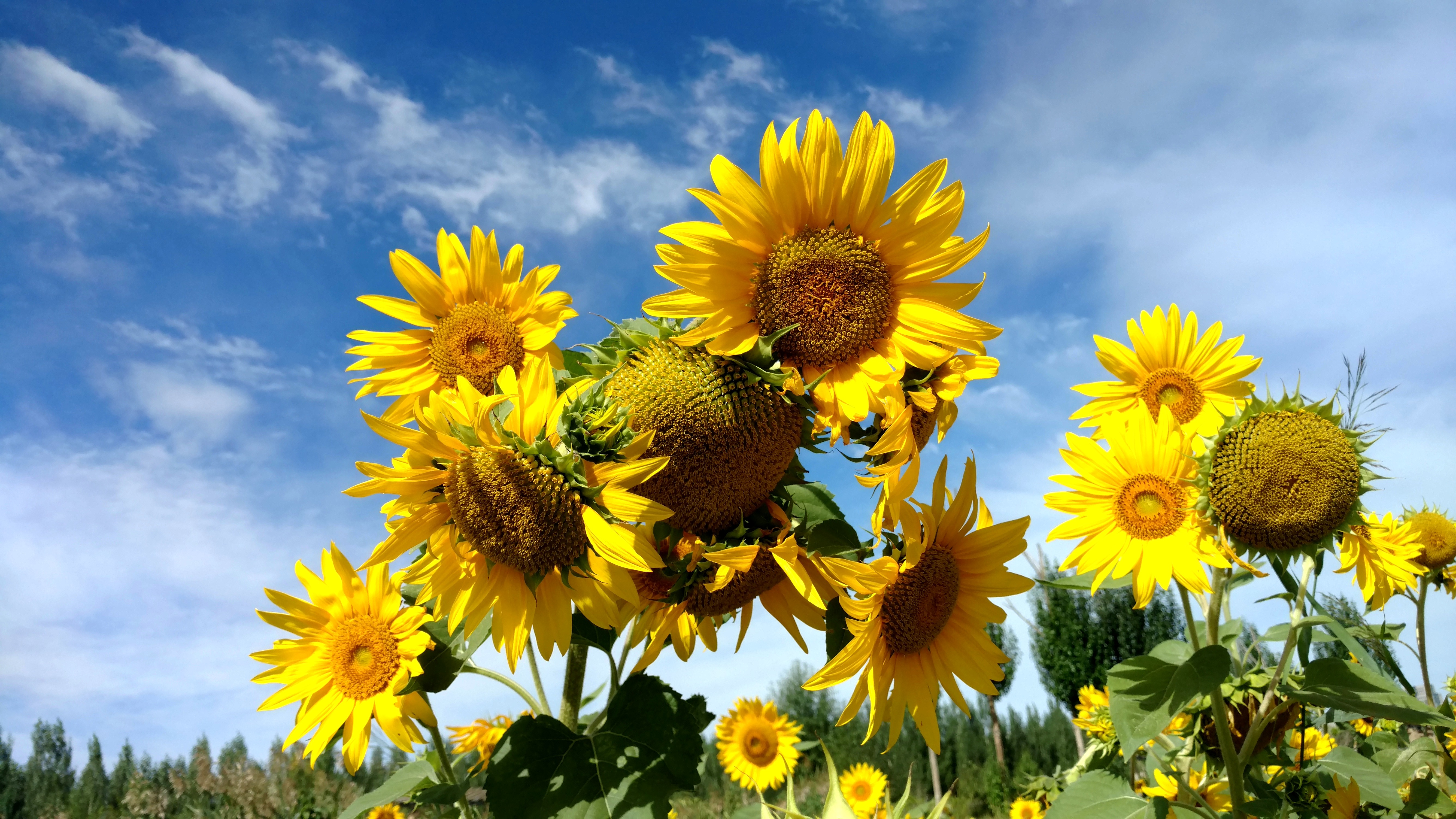 葵花种子种植 - 2020年最新商品信息聚合专区 - 百度爱采购