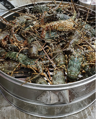 广东富豪2亿捐建别墅喜迎年例,村民宴请亲朋吃大龙虾