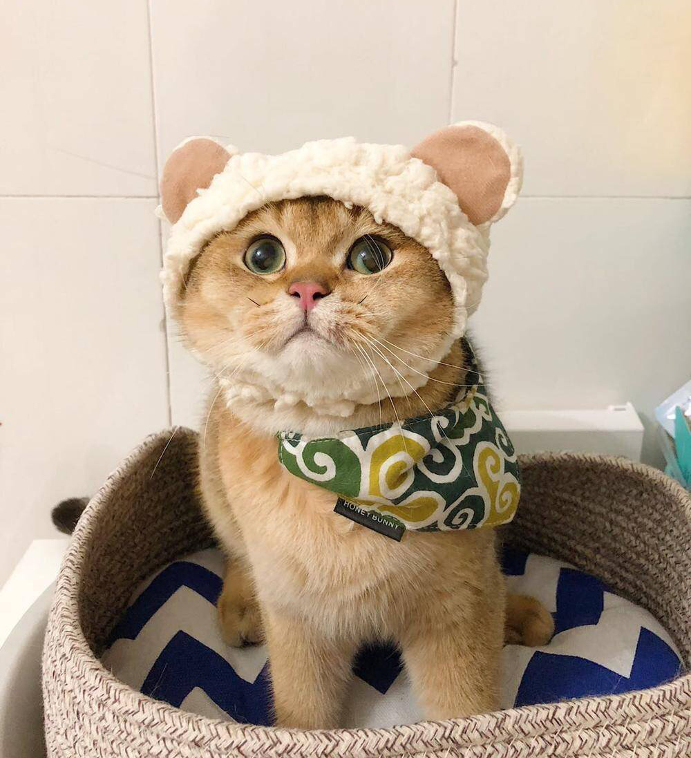 看到猫咪的打扮,太可爱了简直