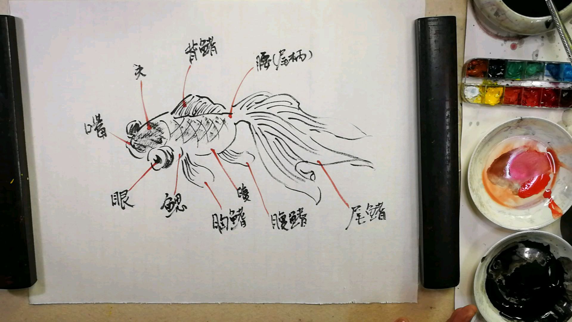 国画普及。第七章金鱼的画法。第二节金鱼的结构与动态变化:1结构