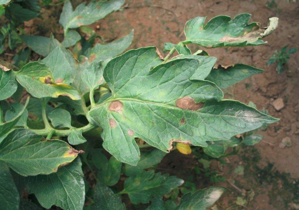 早疫病 - 优质问答专区