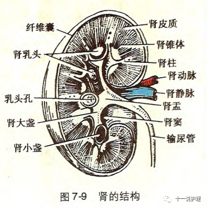 安排 肾脏的解剖和生理