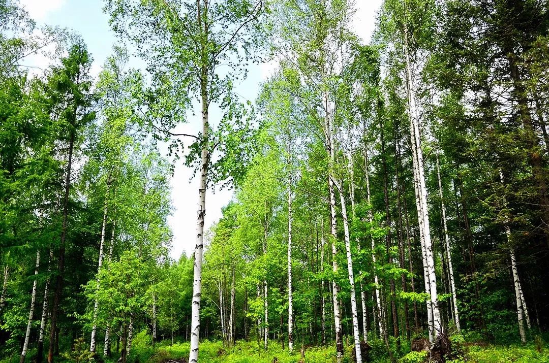 树都睡了,你还有什么理由熬夜?