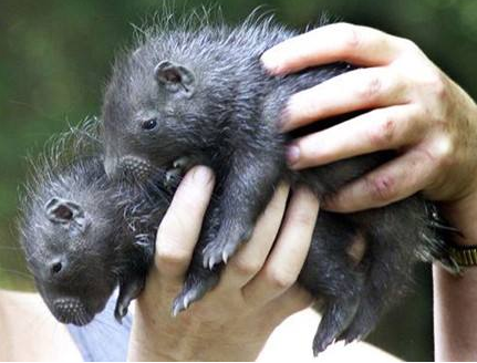 出生后的头两年时间里,黑豹宝宝会一直在妈妈身边.
