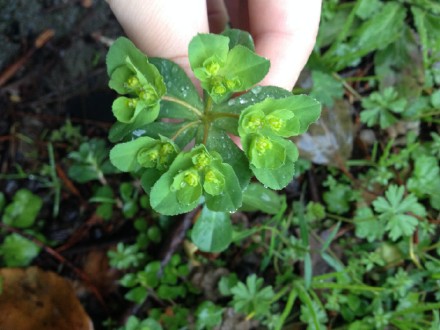 农村一种野草,人碰了会烂手,但却十分珍贵,人称"肿手草"