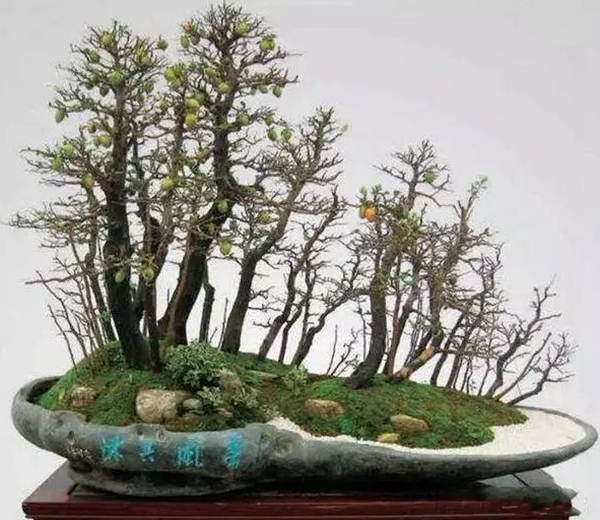 喜欢玩"丛林式盆景"的看过来,这么"做"变化无穷!值得看看