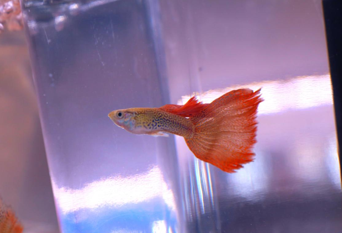 威海国际观赏鱼锦标赛"惊艳"2019世界海洋休闲产业博览会