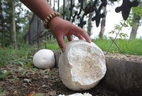 它长得像白馒头,人称"马粪包",用来炖汤口感鲜美,味道一绝