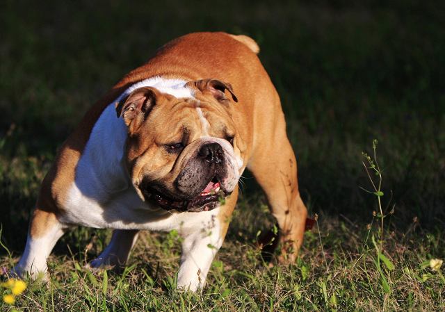 它们被称为智商最低的4种狗,它竟排第一!网友表示不服