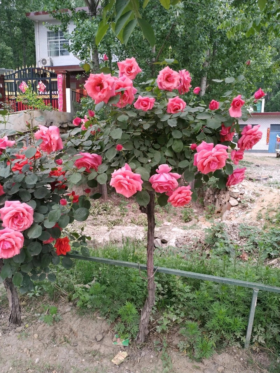 月季嫁接到底是先观花还是先造型,3种月季嫁接方式,花匠怎么说