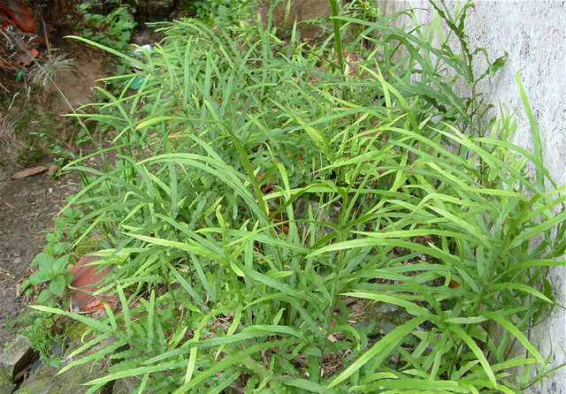 农村墙角边的杂草,没想竟能治痢疾和腹泻!