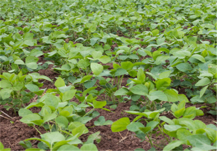 扁豆培育过程当中,如何防治枯萎痫病害的出现