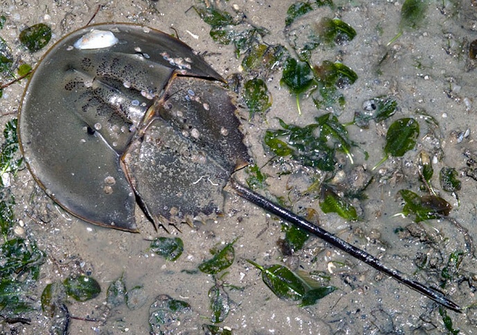 蝎鲎知识科普,教你轻松识别蝎鲎