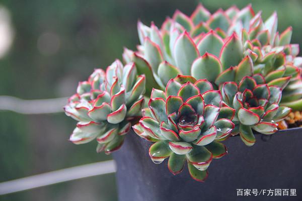 这款多肉植物:花月夜,要想养好它,秘密全在这里了