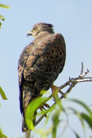 你真的了解赤鹰吗?给大家科普一下