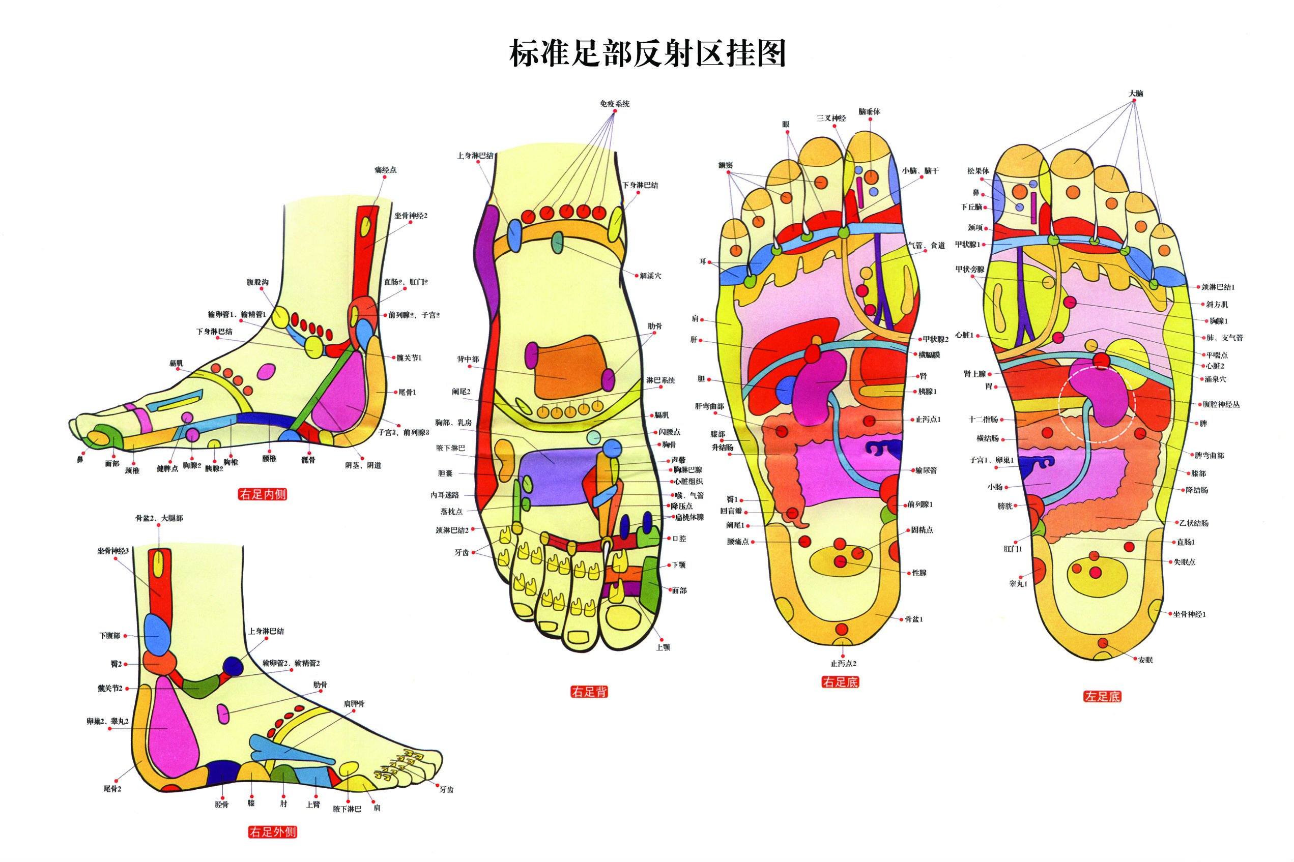 脚底的血位置示意图图片