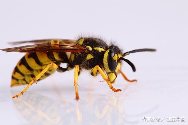 马蜂尾部的刺毒性还是很强的,体形比蜜蜂大