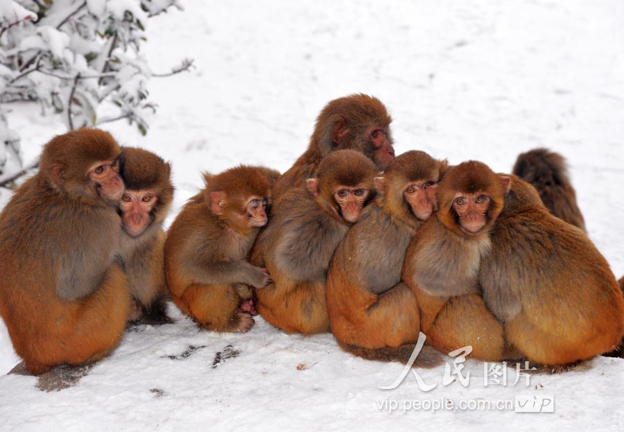 2019年1月5日,连云港市花果山景区的猕猴们在雪中依偎在一起抱团取暖.
