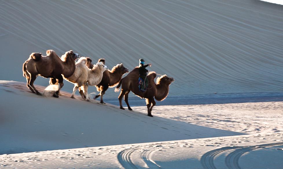 摄影图集:一起去看沙漠中行走的骆驼