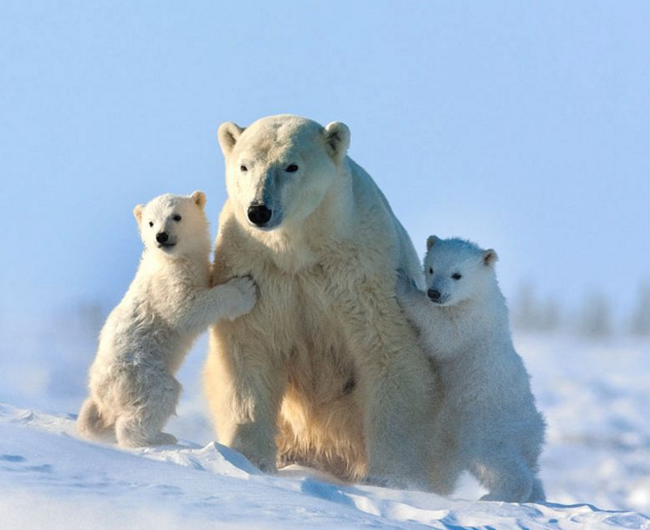 北极熊一家在雪地里玩耍,还是三胞胎,网友:真的太难得了!