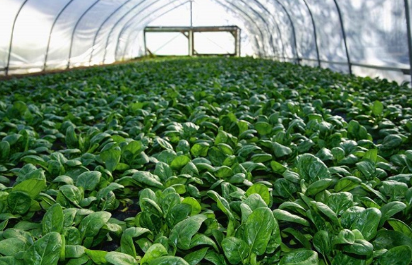 百度爱采购首页 商品专题_种子菠菜种植了以后,要把大棚扣好了.