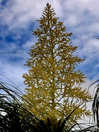 酒瓶兰开花,十分罕见
