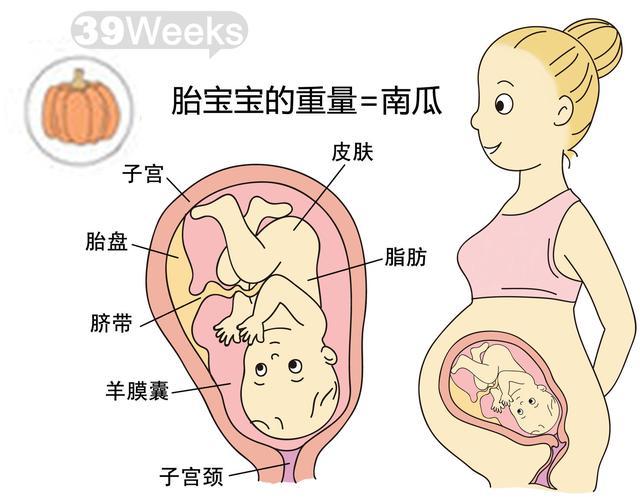 孕10月(37~40周)分娩倒计时 孕39周子宫发育图 胎儿