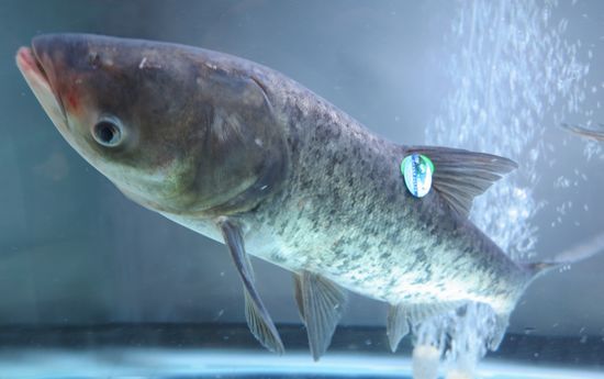 花鲢饲养 - 2020年最新商品信息聚合专区 - 百度爱采购