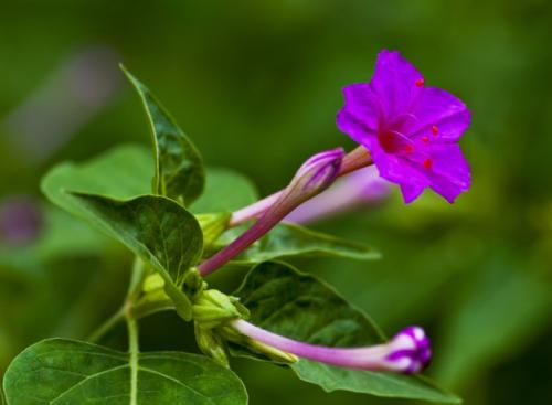 农村一种野花,用它泡茶喝,活血调经,能治疗多种妇科疾病