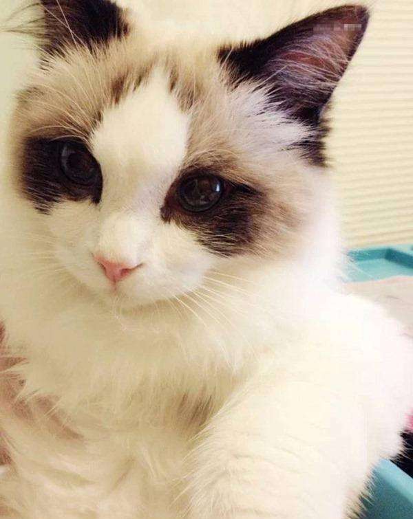 男神心中的小仙女,女神眼里的小公主——布偶猫