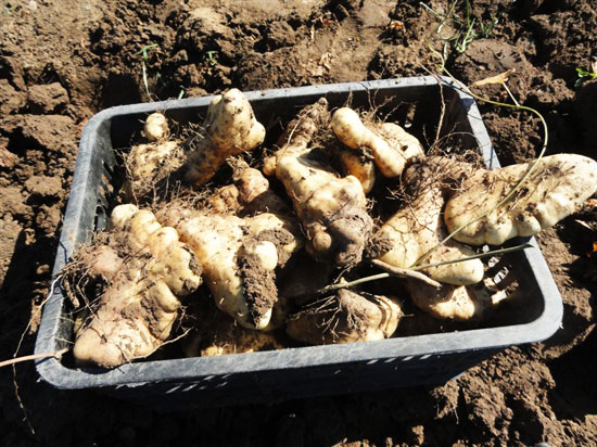 山药种植技术:你了解扁山药吗?知道扁山药如何制备种薯吗?