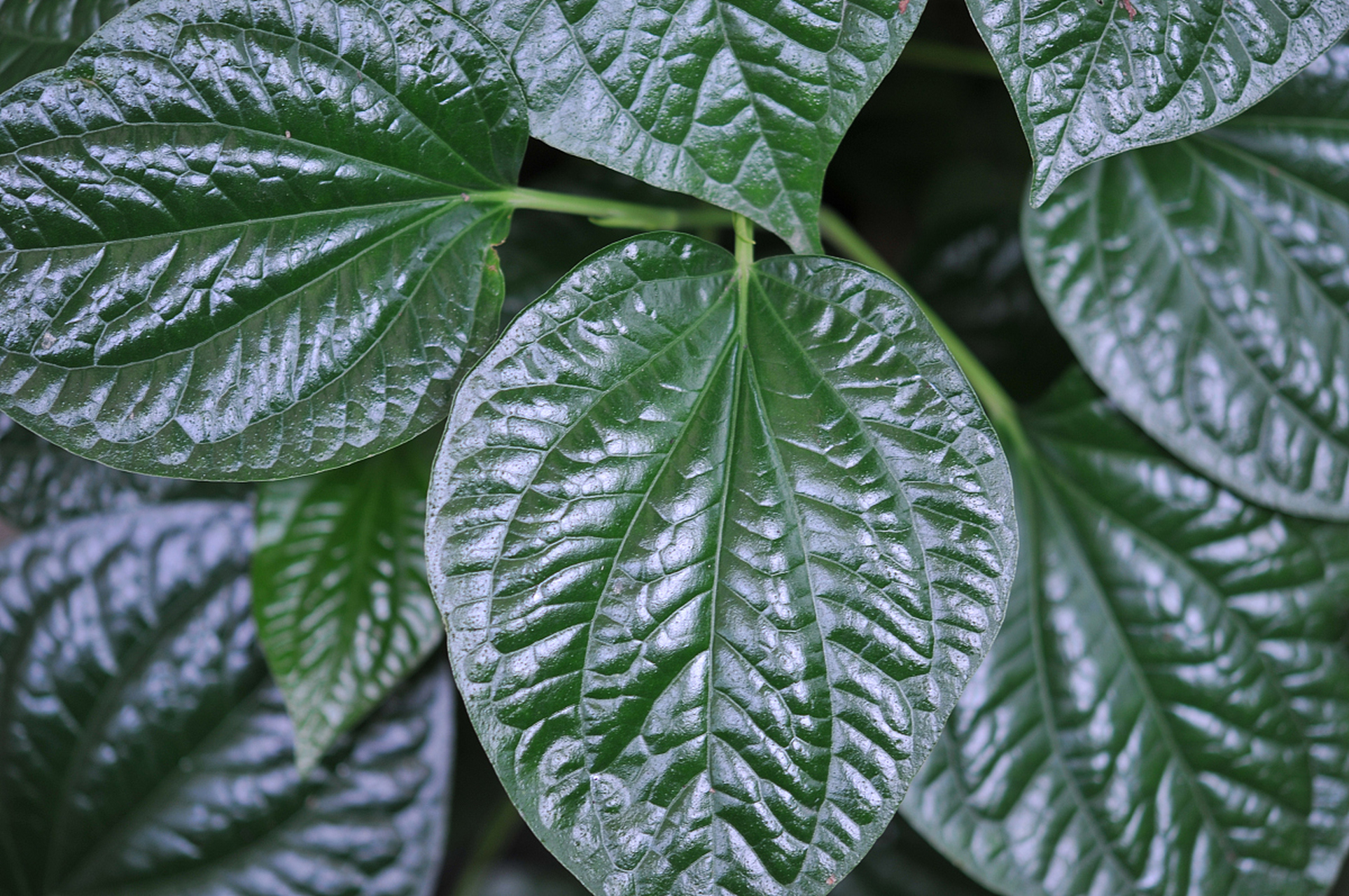 羽状复叶为植物增添了独特的外观特征,也利于光合作用和观赏.[原文