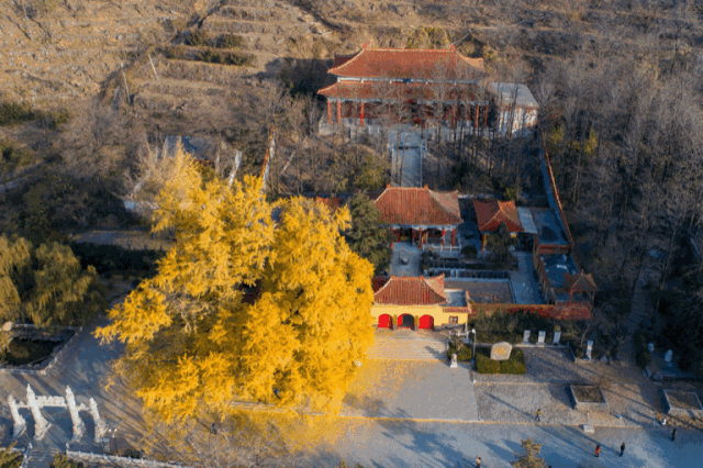 深秋,公冶长书院最美银杏树,惊艳金秋两千年