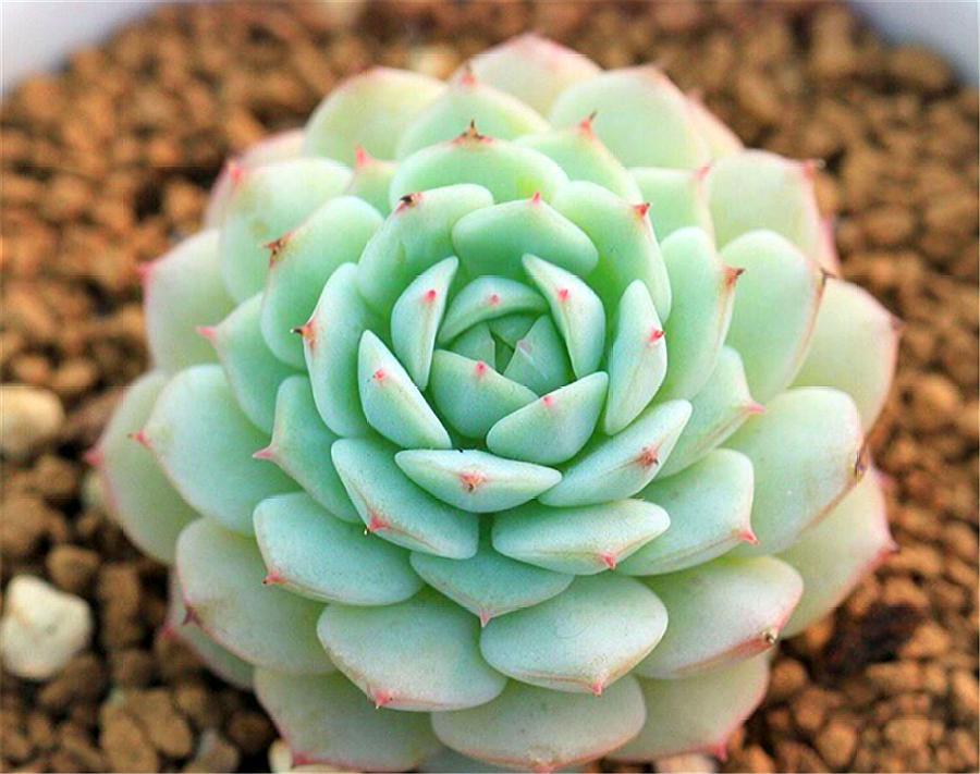 多肉静夜有"3怕",学会了叶片晶莹如玉石,叶尖变红超可爱