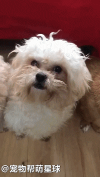 狗狗也领年终奖!表现优异的获满汉全席,而拆家捣蛋的汪呢