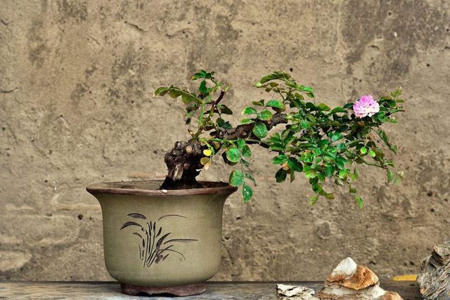 月季盆景如何采桩,嫁接和养护?关键在选芽和取芽,快来学习!