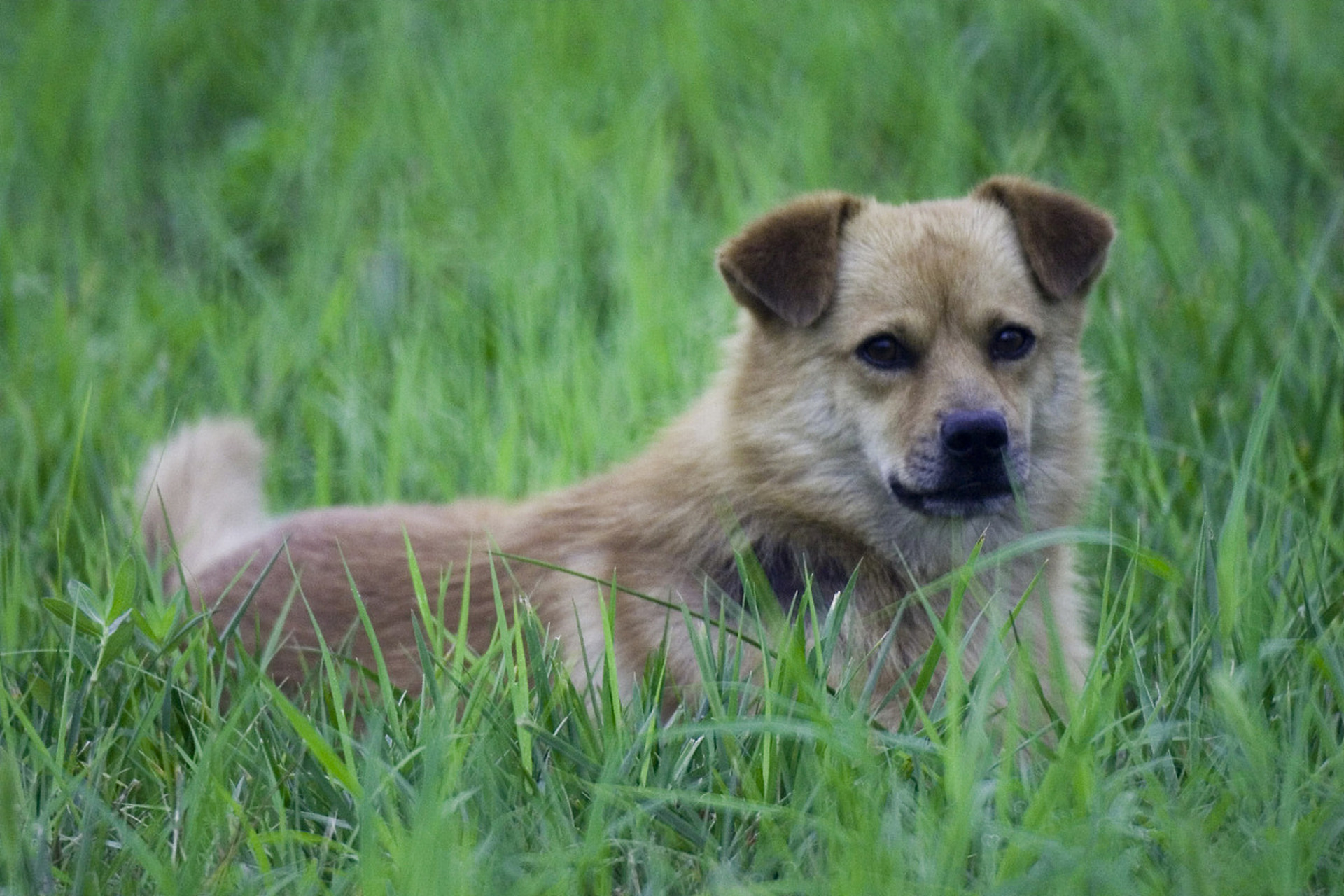 不知道大家发现没有,在我们农村以前是有很多散养的土狗.