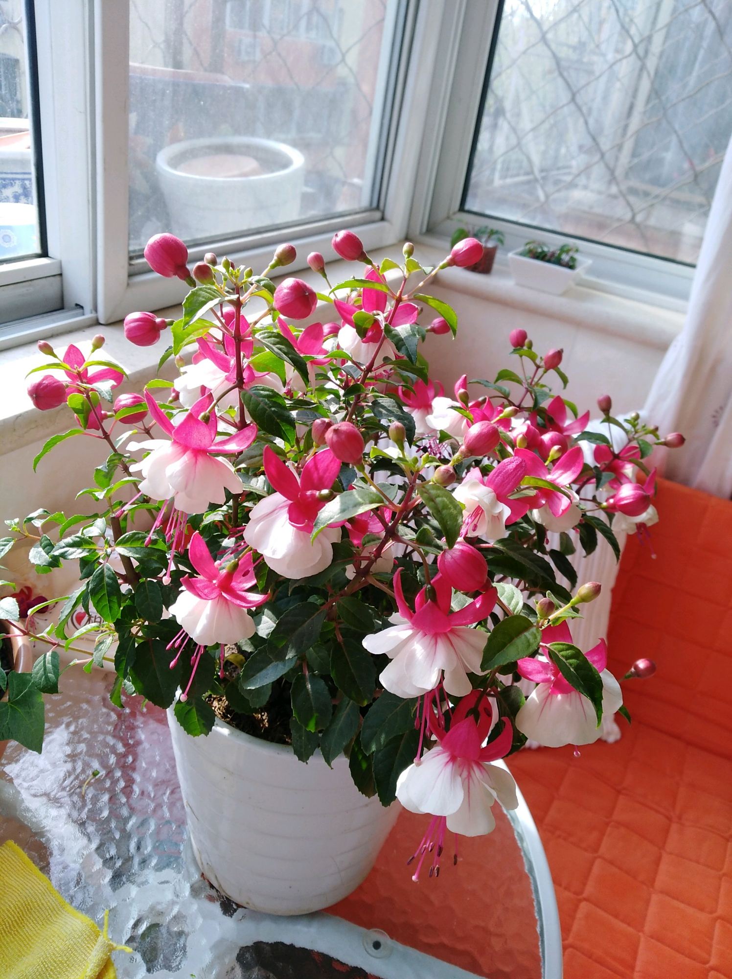 2019年超流行的盆栽花,好看又好养,花期长,人见人爱,值得拥有