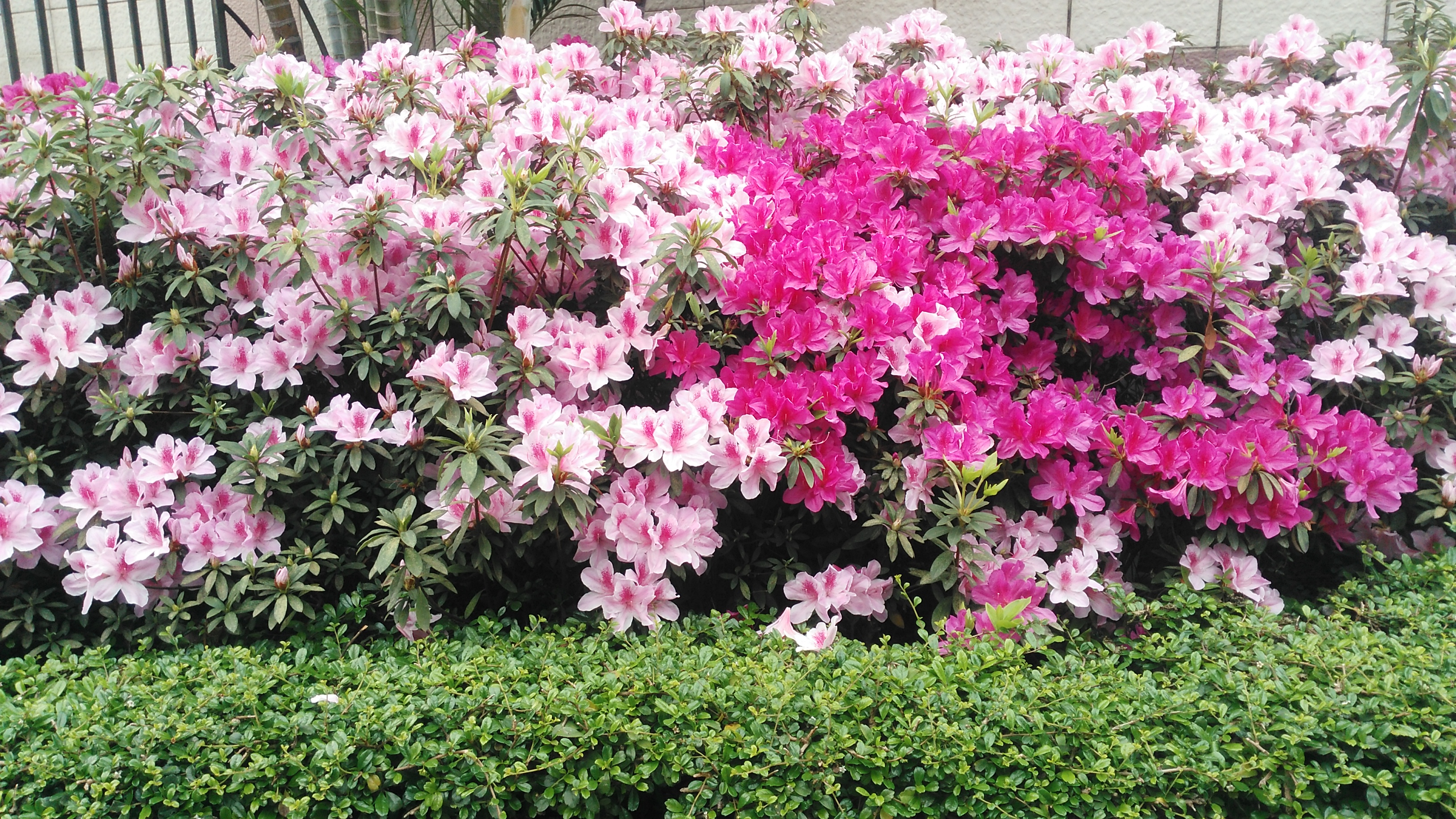 现是春暖花开时,来深圳龙岗看看路边有哪些花在开?