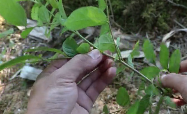 穿心蛇草药图片图片