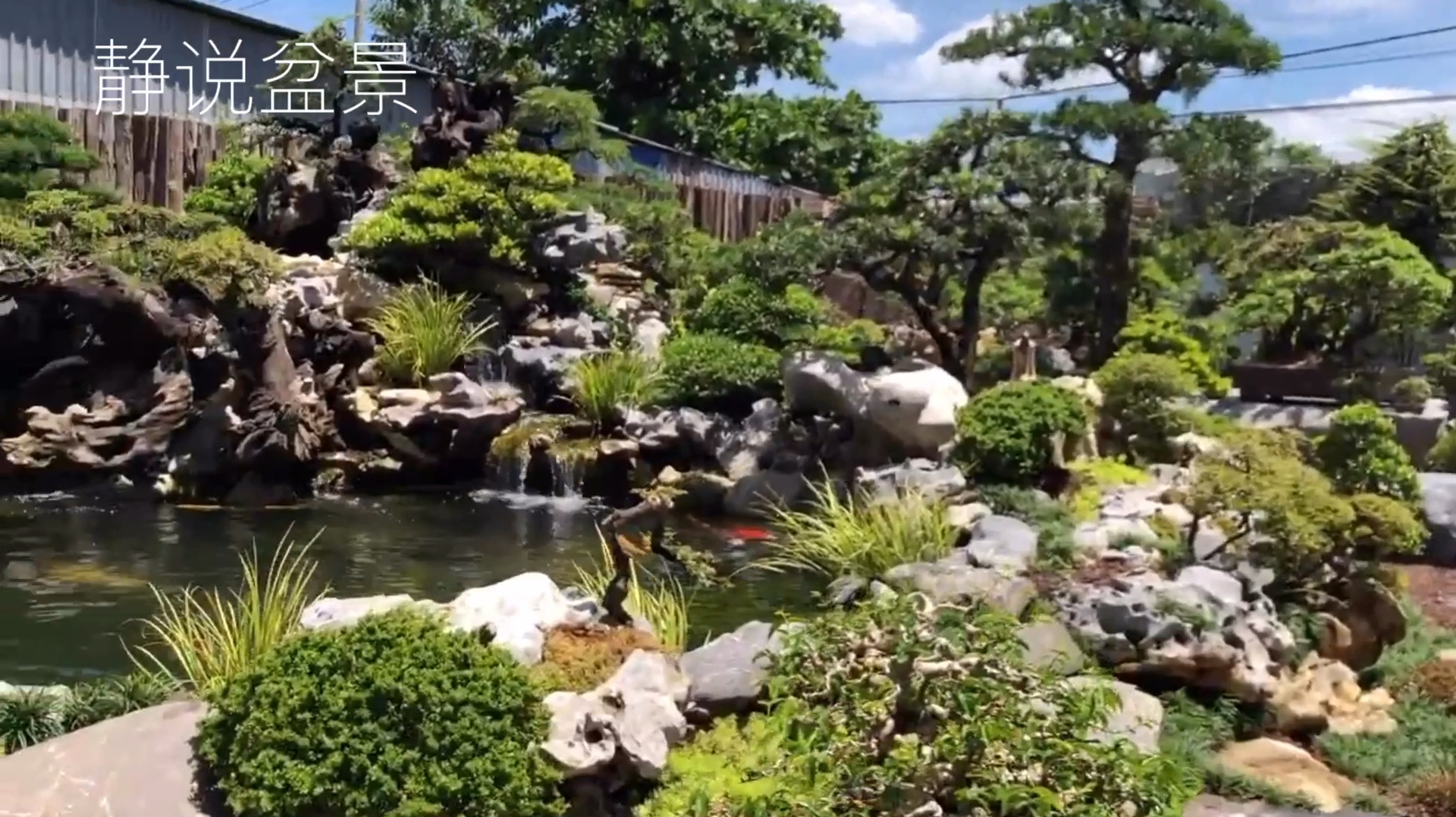 乡村小院别有洞天,鱼池假山围绕,盆景满院诗情画意,令人向往!
