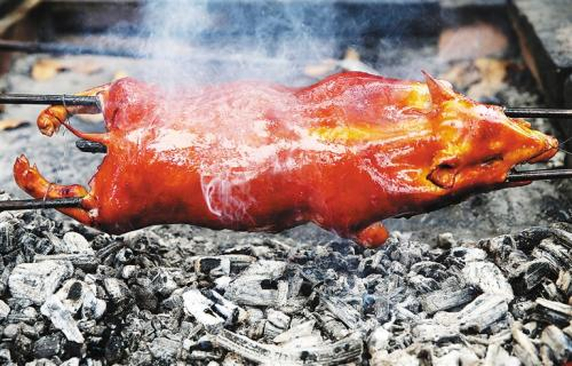 烤小猪最适宜的是3-4个月的小猪娃.