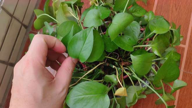 [图]这种植物被称为生命之花，生命力很顽强，遇水即活，还能净化空气