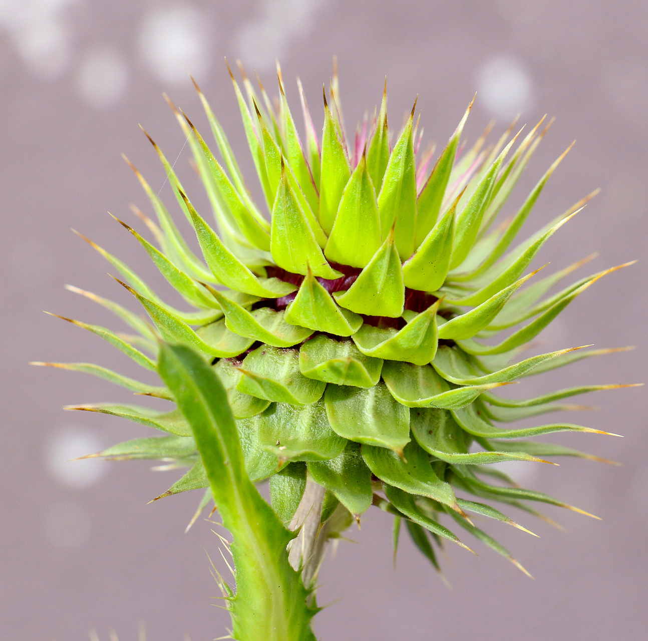 捕蝇草是一种独特的植物,其独特的捕虫能力使其成为许多人喜爱的盆栽