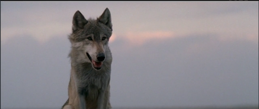 《与狼共舞》:"与狼共舞"除了是男主姓名之外,还有两层含义!