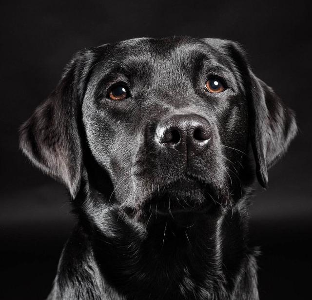 养狗,为什么要选黑色的拉布拉多犬?原因有5点!