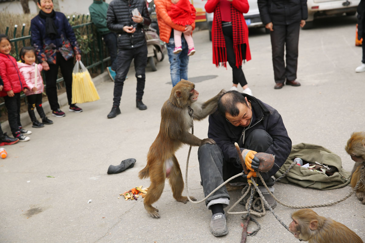 挠头,抓头发也是猴子攻击耍猴人常用的手法.