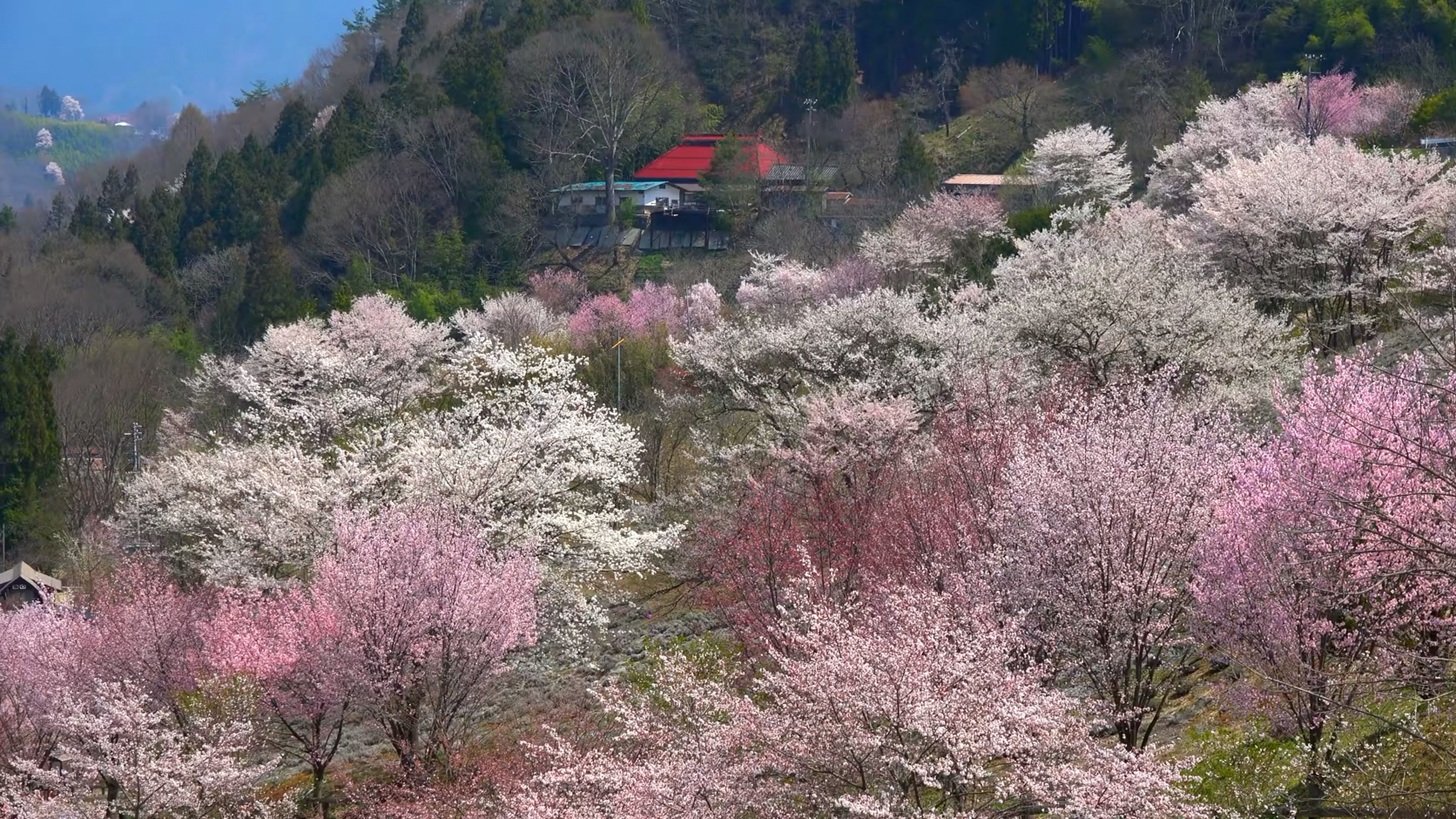 樱花树