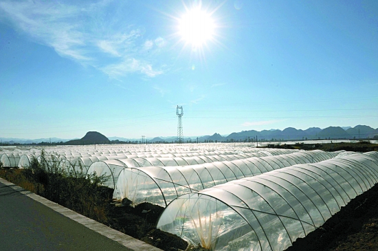 大棚种植外景(图)